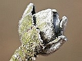 Berkenroosje, Acalitus calycophthirus (Nalepa, 1891)